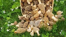 Morel Mushroom Spores in Sawdust Garden Seed Spore kit from WV 5 Gallon kit