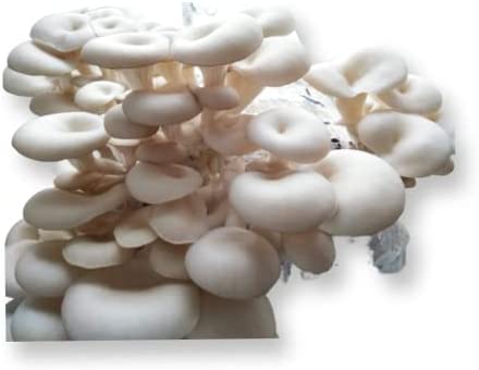 Three Mushroom Grow Kits – Makes Three 5lb Princess Pearl Oyster Mushroom Blocks –