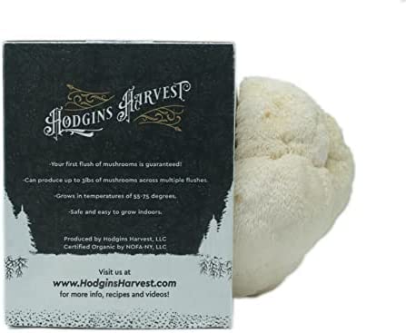 Hodgins Harvest Extra-Large Lion’s Mane Mushroom Grow Kit (7lbs) | USDA Certified Organic | Grow Your Own Delicious Gourmet Mushrooms at Home