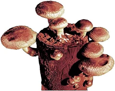 Organic Shiitake Mushroom Grow Kit – Educational, Delicious and Fun – Indoor Grow Kit