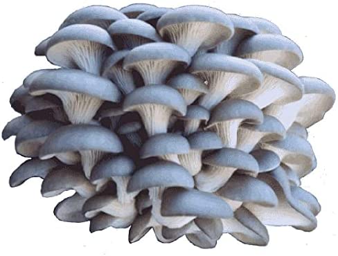 Organic Blue Oyster Mushroom Growing Kit