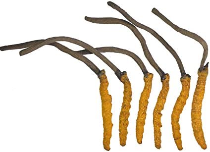 Wild Cordyceps, Whole Himalyan Cordyceps Sinensis Mushroom, Genuine and Very Rare, High Grade, Boost Energy, Reduce Stress for Men and Women, 3 Grams