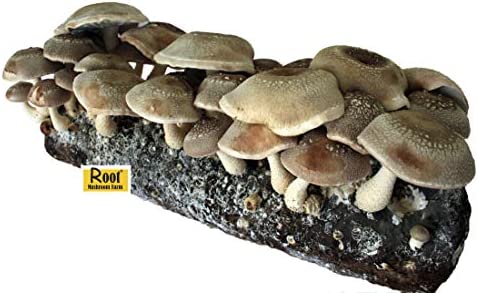 Root Mushroom Farm- Shiitake Mushroom Grow Kit-Start Right Away Once Received