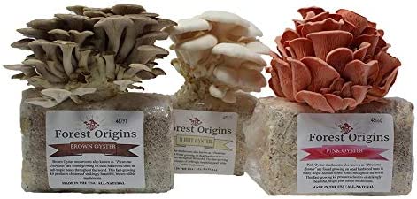 Forest Origins Specialty Trio Oyster Mushroom Grow Kit 3-Pack Variety – Beginner Friendly & Easy to Use, Grows in 10 Days | Handmade in California, USA | Top Gardening Gift, Holiday Gift & Unique Gift
