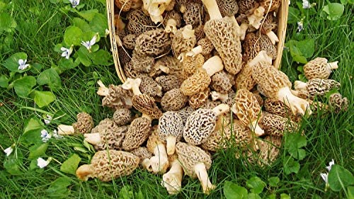 Large Kit Morel Mushroom Spores in Sawdust Seed Spore kit from WV 25 Gallon kit