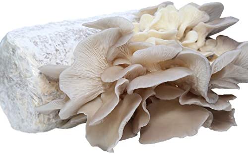 Oyster Mushroom Growing Kit Log Organic Non-GMO 3 lbs Log by Dave Mushroom farm – Grow Your own Delicious Organic Oyster Mushrooms at Home
