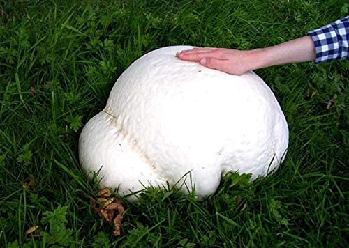 Spores Puffball Giant Mushrooms Mycelium Seeds Spawn Substrate for Planting Non GMO