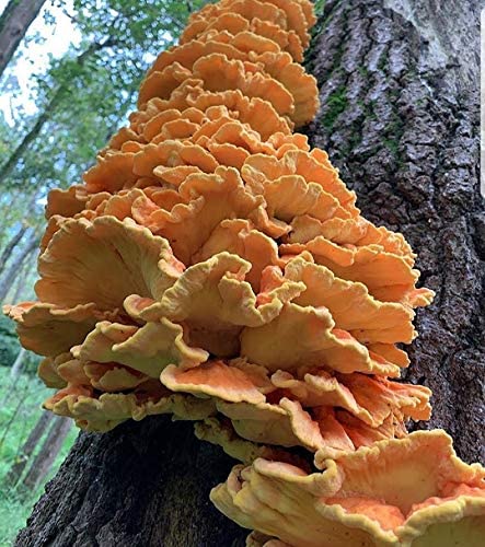 100 Chicken of The Woods Mushroom Spawn Plugs to Grow Gourmet and Medicinal Mushrooms at Home or commercially.