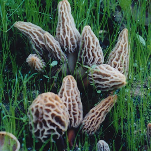 Garden Morel Mushroom Grow Kit – Morel Habitat Kit ® – Grow Morchella Mushrooms