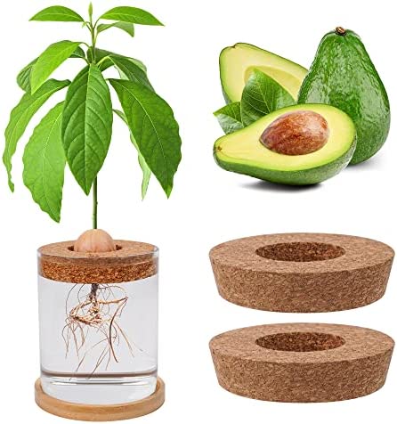 Bylion 5 Pcs Avocado Tree Growing Kits, Avocado Pit Planting Bowl with 3 Pcs Cork and Wooden Base Avocado Seed Starter Vase Glass Plant Pot for Gardening Lovers Gift Home Office Table Decoration